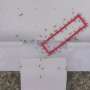 Ant teams beat gravity-based puzzle solvers