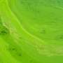 Nanopore method improves detection of cyanobacteria toxins in lake water