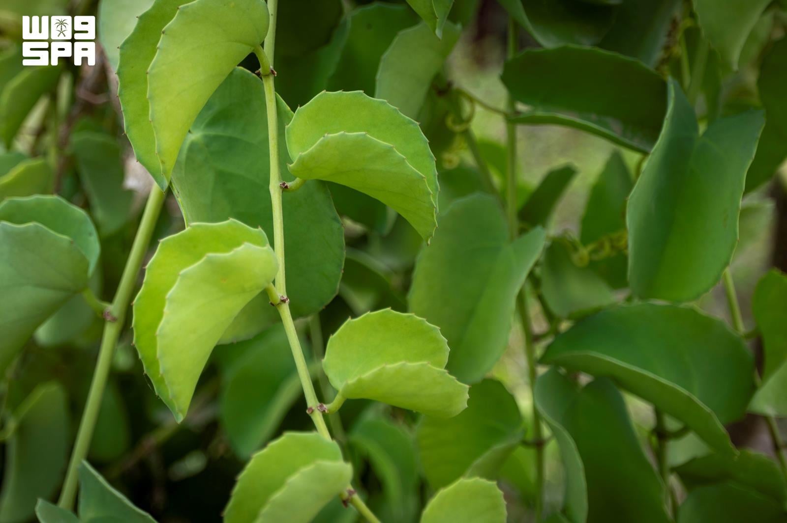 Jazan’s ghalif plant blends biodiversity with culinary heritage