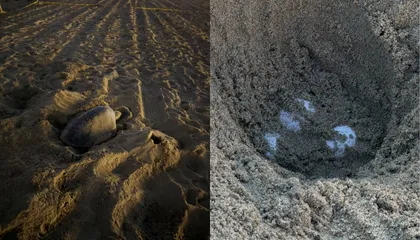 In a First, Sea Turtles Were Spotted Nesting on the U.S. West Coast. Scientists Say the 'Super' El Niño Could Have Brought Them There