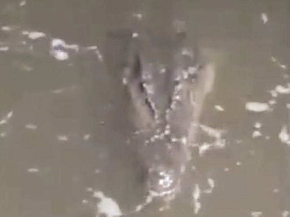 Threat ends as Sabah wildlife officers kill 14-foot croc near in Sipitang river near jetty to Labuan