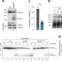 Mitochondrial protein complexes: A single amino acid can jeopardize their stability