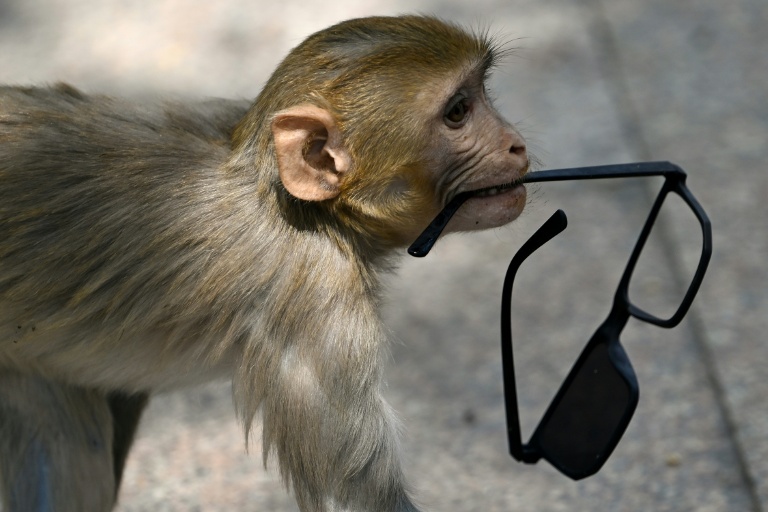 No monkey business: India 'whisperers' guard world championships