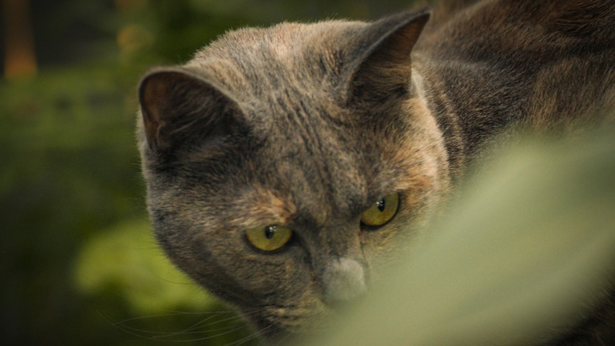 Did you know that cat bites or scratches can be deadly?