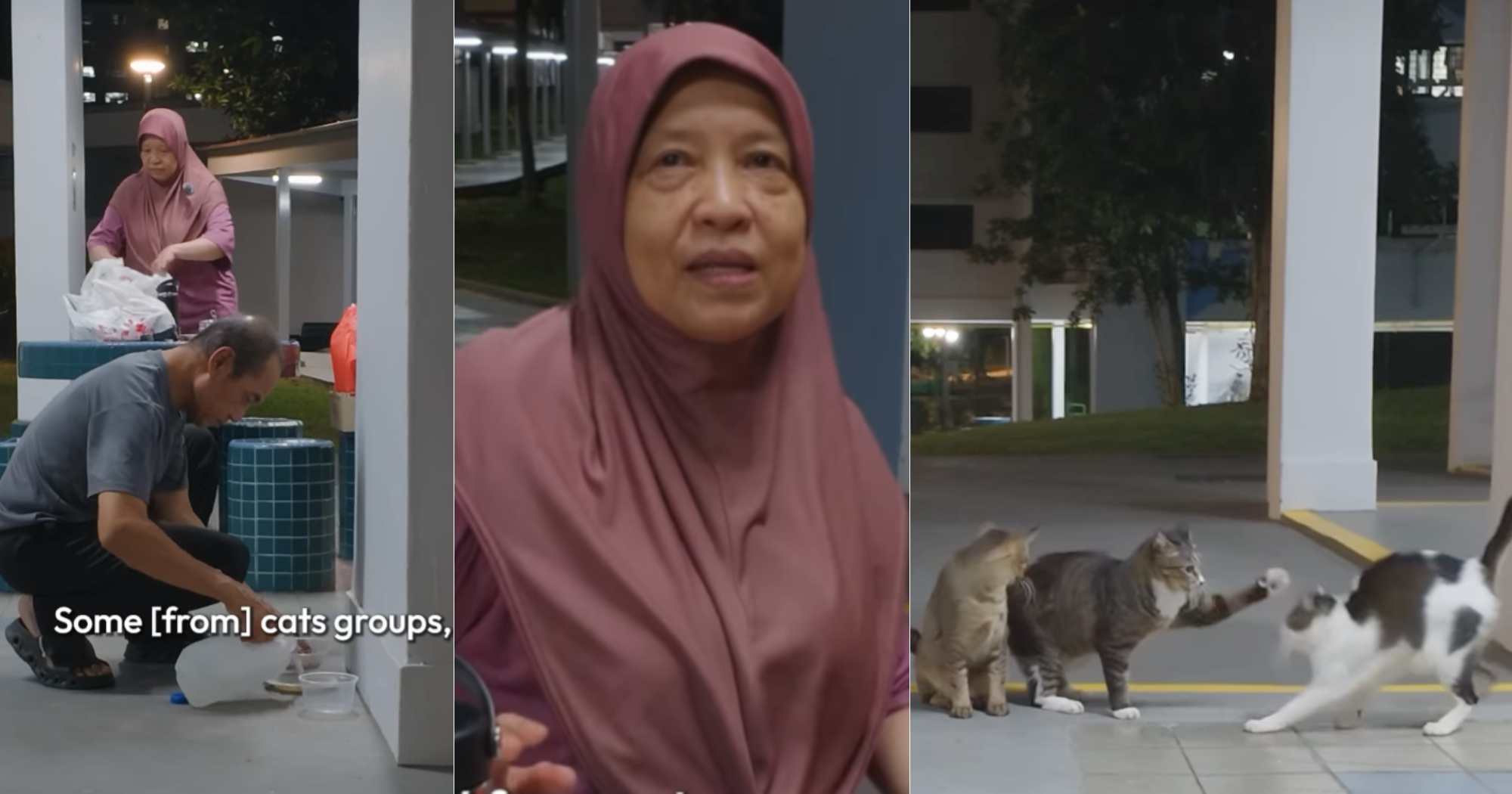 S’pore couple spend up to S$1,600 a month feeding Bedok neighbourhood cats last 16 years