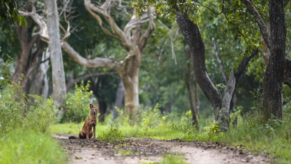 Tension in Hanur after three suspected poachers killed in shoot-out in Karnataka forest