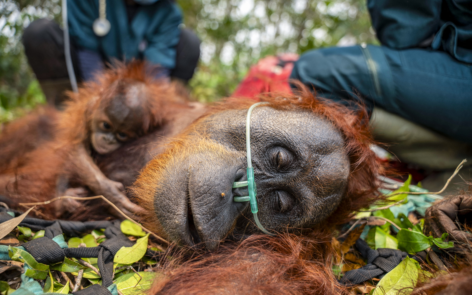 Indonesia’s wildfires threaten critically endangered orangutans, says IUCN