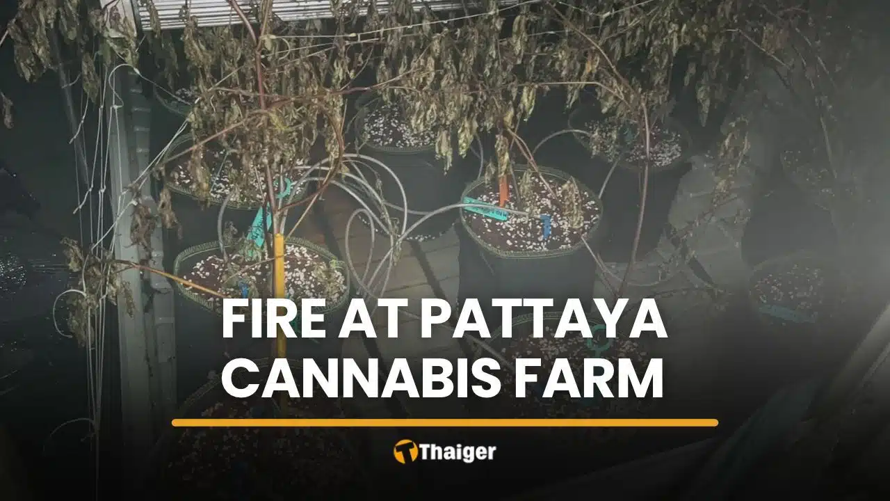 Pattaya cannabis farm fire leaves residents and rescuers dizzy