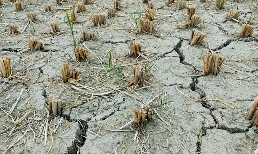 Drought declared in three-quarters of India's richest state