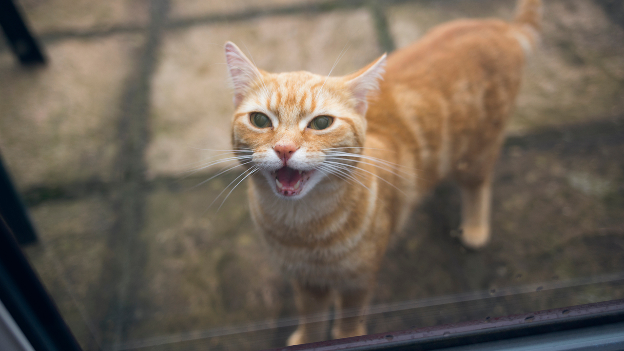 Why do cats yowl?